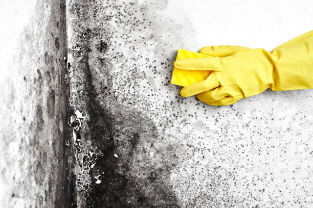 Best Affordable Mold Removal  in Bristol, CT