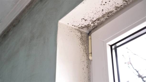 Best Residential Mold Removal  in Bristol, CT