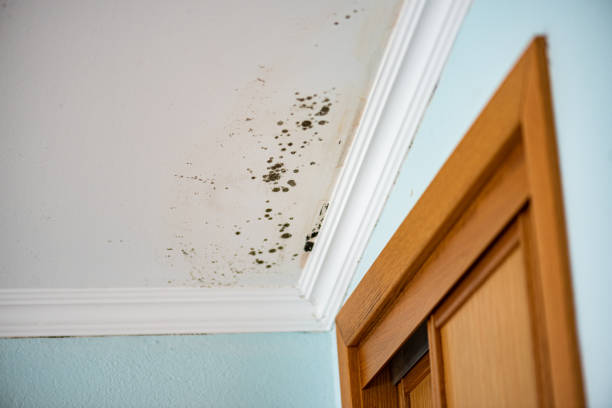 Best Mold Damage Repair  in Bristol, CT