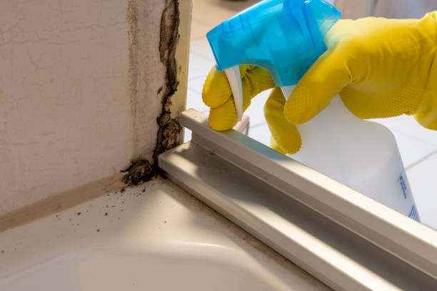 Best Commercial Mold Removal  in Bristol, CT