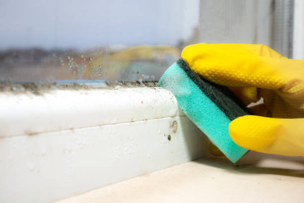 Home Mold Removal in Bristol, CT