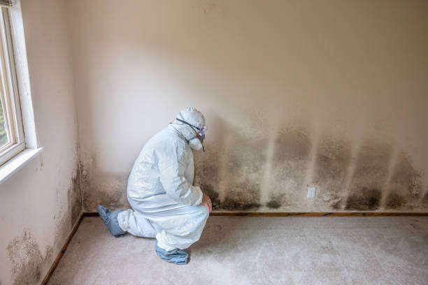 Best Mold Removal Specialists  in Bristol, CT