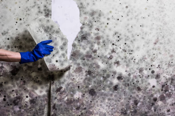Best Mold Remediation  in Bristol, CT