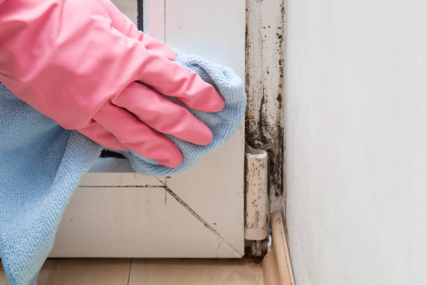 Bristol, CT Mold Removal Company