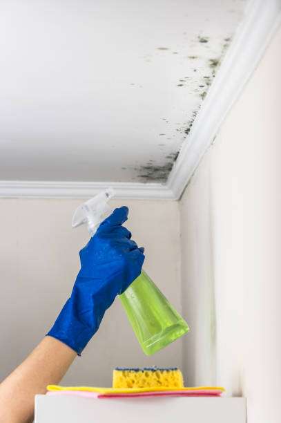 Best Mold Removal Company Near Me  in Bristol, CT