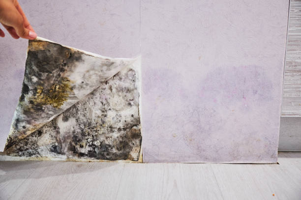 Best Mold Damage Repair  in Bristol, CT